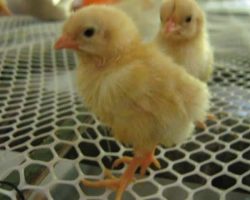Poultry_Net_1